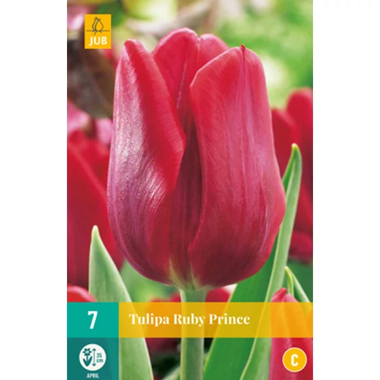 Virághagyma Tulipán