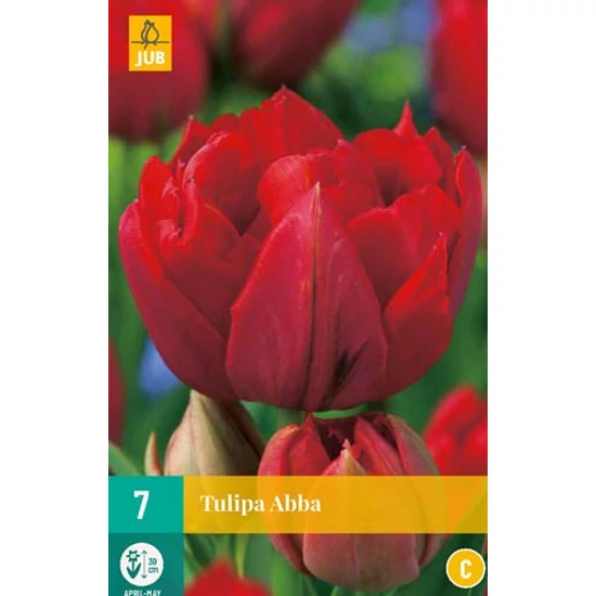 Virághagyma Tulipán