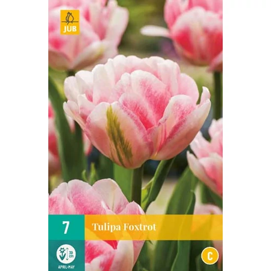 Virághagyma Tulipán