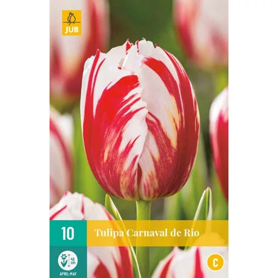 Virághagyma Tulipán
