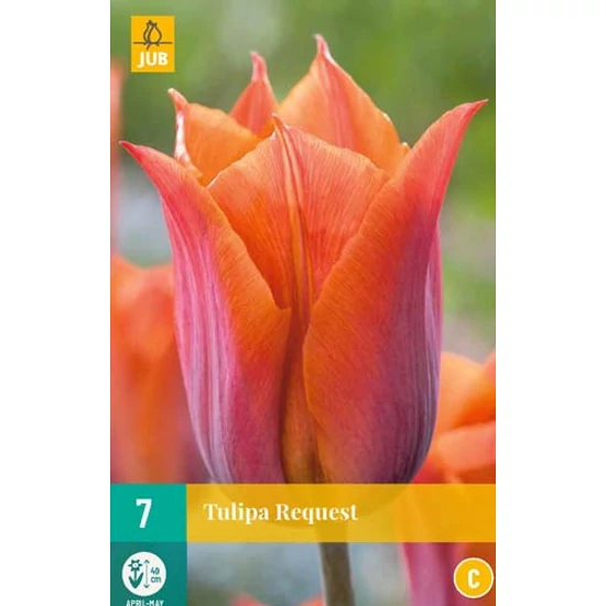 Virághagyma Tulipán