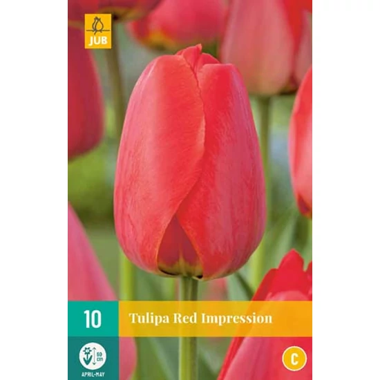 Virághagyma Tulipán