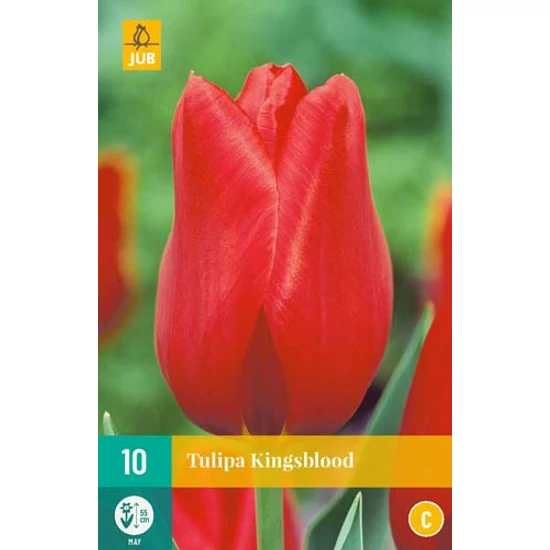 Virághagyma Tulipán