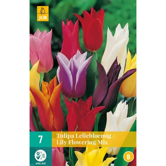 Virághagyma Tulipán