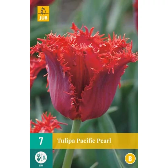Virághagyma Tulipán
