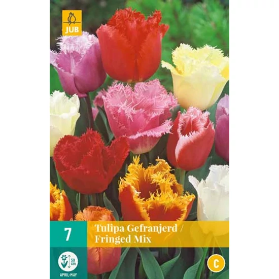 Virághagyma Tulipán
