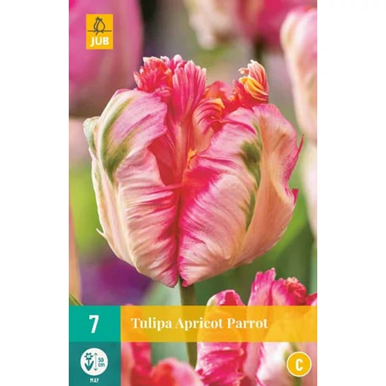 Virághagyma Tulipán