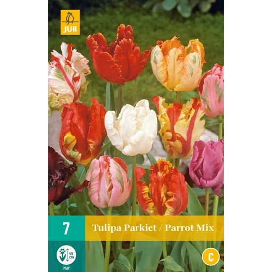 Virághagyma Tulipán