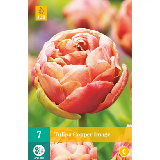 Virághagyma Tulipán