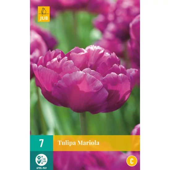 Virághagyma Tulipán