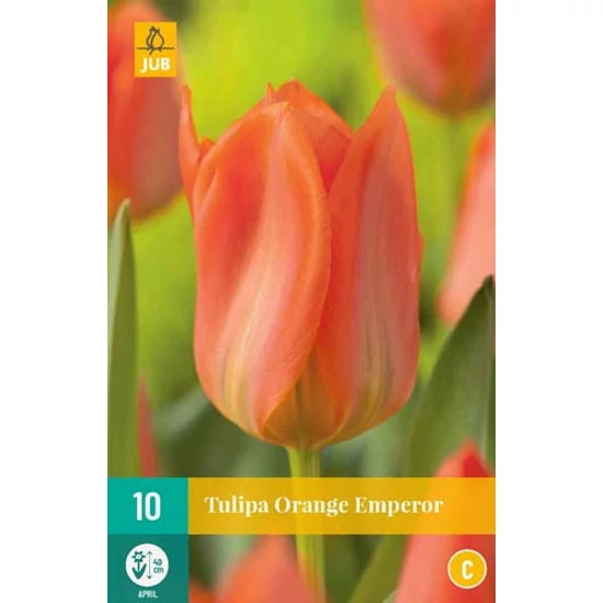 Virághagyma Tulipán