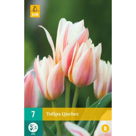 Virághagyma Tulipán