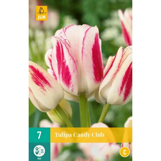 Virághagyma Tulipán
