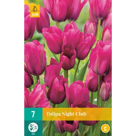 Virághagyma Tulipán