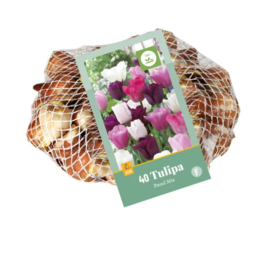 Virághagyma Tulipán