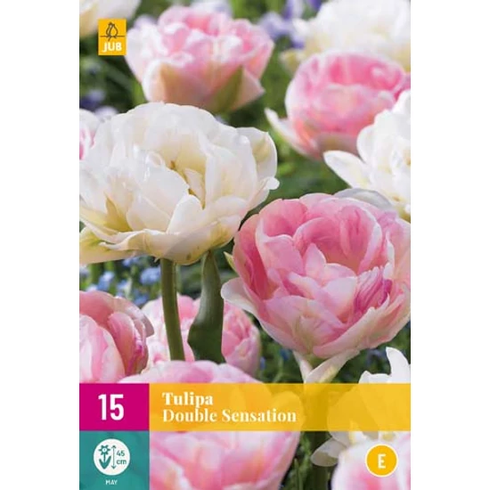 Virághagyma Tulipán