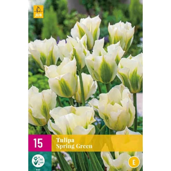 Virághagyma Tulipán