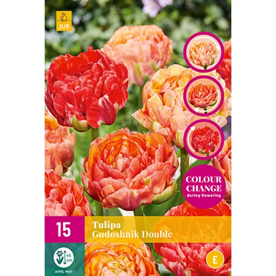 Virághagyma Tulipán