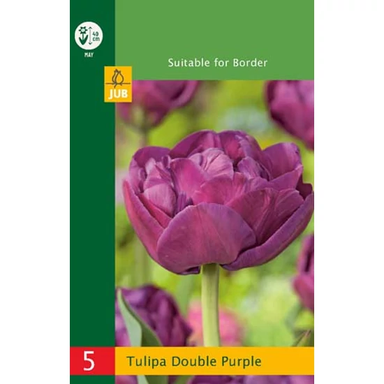 Virághagyma Tulipán