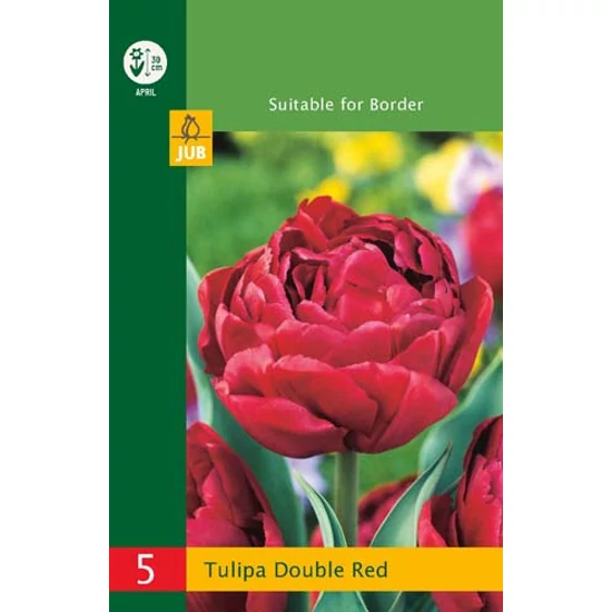 Virághagyma Tulipán