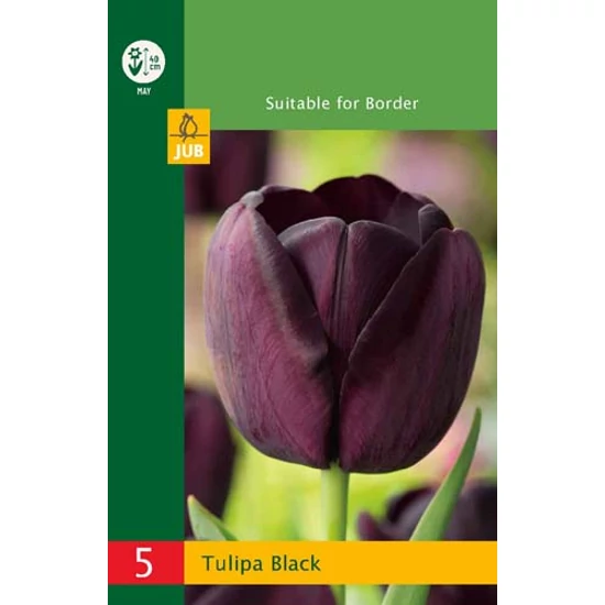 Virághagyma Tulipán