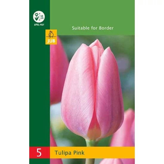 Virághagyma Tulipán