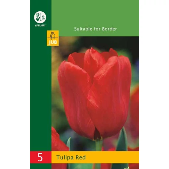Virághagyma Tulipán