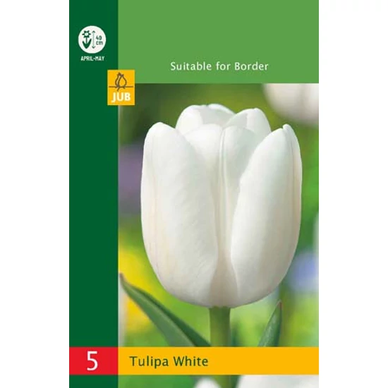 Virághagyma Tulipán
