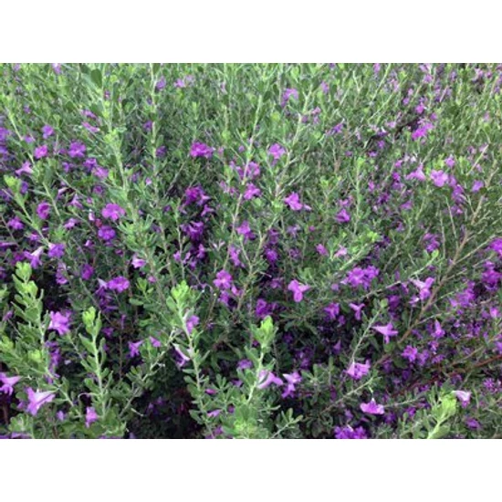 Texas zsálya LEUCOPHYLLUM GREEN CLOUD K3
