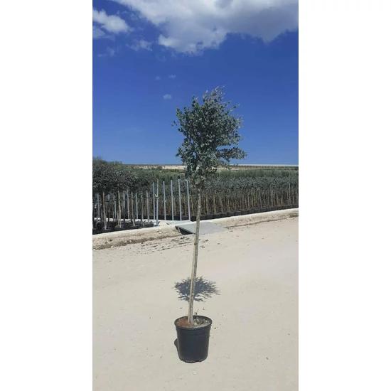 Havasi eukaliptusz EUCALYPTUS GUNNII T1/2 K9