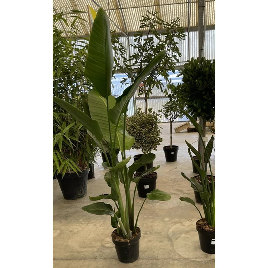 Papagájvirág STRELITZIA NICOLA K9