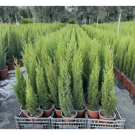 Európai ciprus   CUPRESSUS SEMPERVIRENS TOTEM K5         