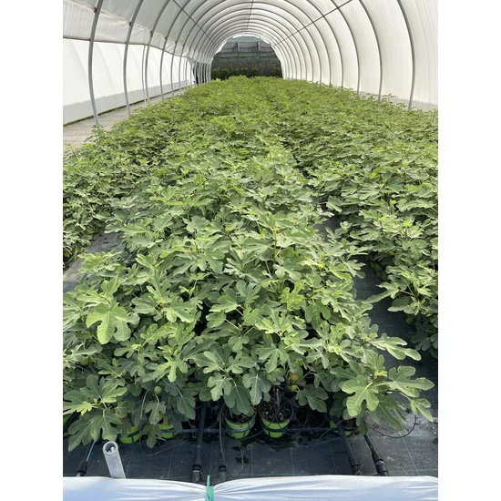 Füge FICUS CARICA BORNHOLM K3