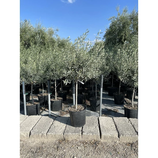 Olajfa OLEA EUROPAEA T1/2 K30
