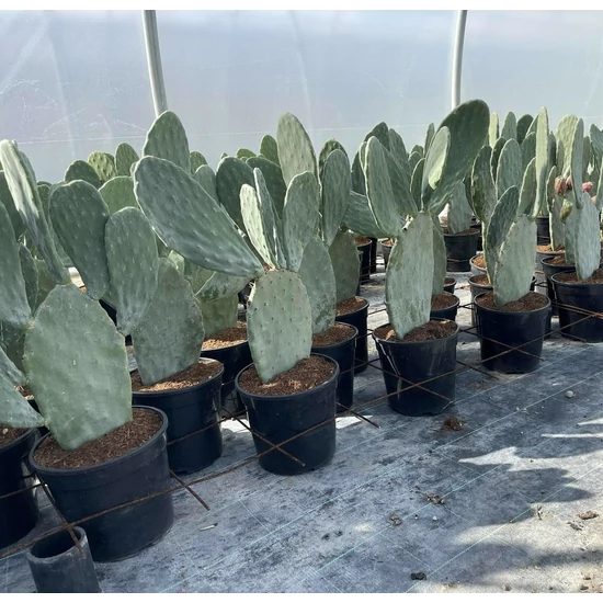 Fügekaktusz OPUNTIA FICUS INDICA K10
