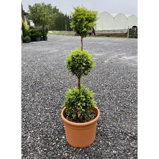 Arany lombú leyland ciprus CUPRESSOCYPARIS LEYLANDII GOLD RIDER 3 GÖMB 80/+ K12