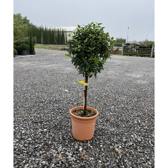 Téli bangita VIBURNUM TINUS T50 K9