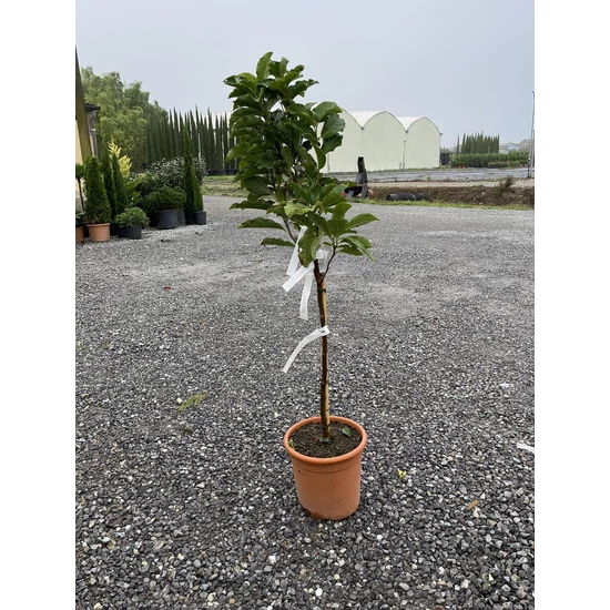 Liliomfa    MAGNOLIA SUSAN T50 K9