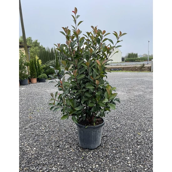 Örökzöld korallberkenye   PHOTINIA FRASERI RED ROBIN 100/120 K25