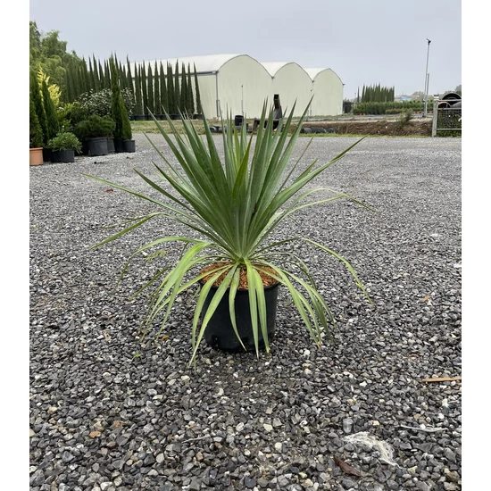 Pompás pálmaliliom  YUCCA GLORIOSA K9