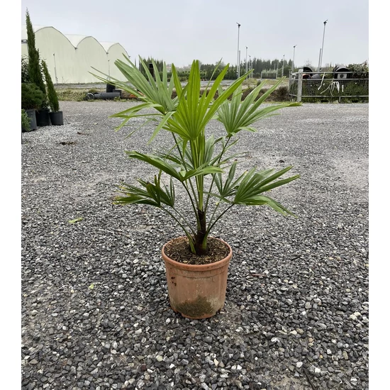 Kínai kenderpálma  CHAMAEROPS EXCELSA K9