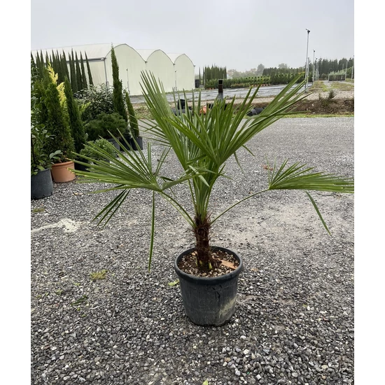 Kínai kenderpálma  CHAMAEROPS EXCELSA T20/30 K25