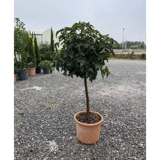 Amerikai ámbrafa   LIQUIDAMBAR STYRACIFLUA GUMBALL T50 K15