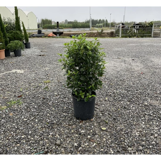 Téli bangita  VIBURNUM TINUS 40/+ K9