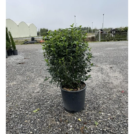 Téli bangita   VIBURNUM TINUS 60/80 K18