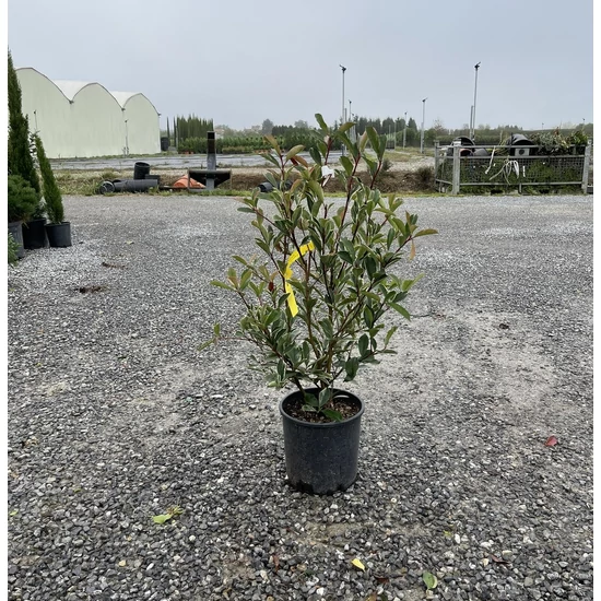 Örökzöld korallberkenye   PHOTINIA FRASERI PINK MARBLE 80/100 K9