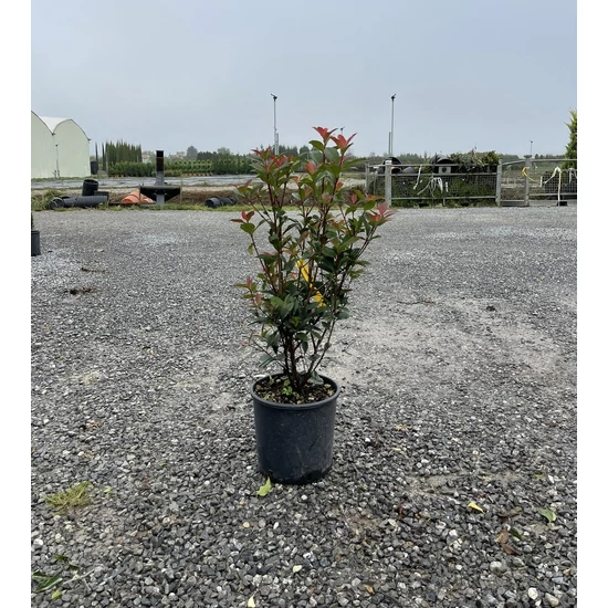 Örökzöld korallberkenye PHOTINIA FRASERI COMPACTA 80/100 K9