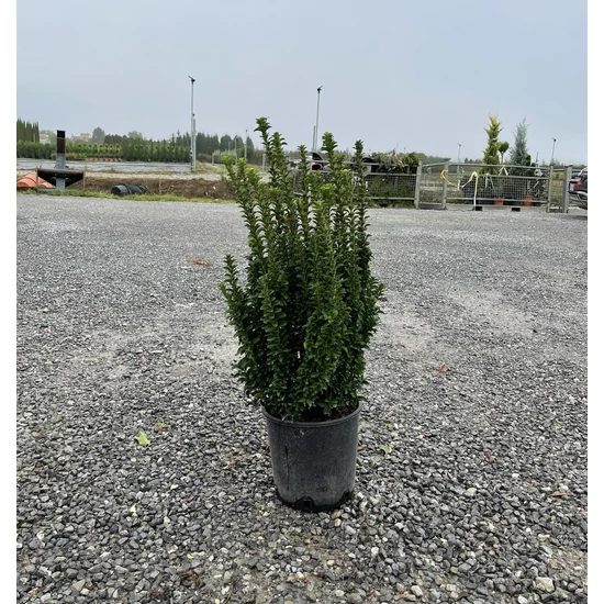 Japán kecskerágó EUONYMUS JAPONICUS BENKOMASAKI ERECTA 70/+ K9