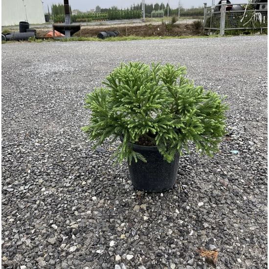 Törpe japán szugifenyő  CRYPTOMERIA JAPONICA GLOBOSA NANA K9