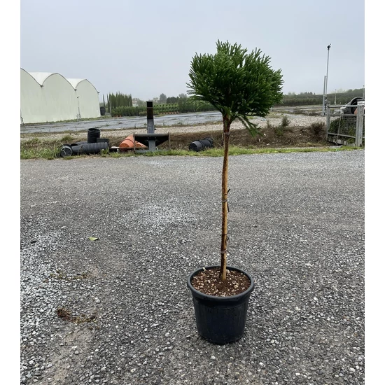 Törpe japán szugifenyő CRYPTOMERIA JAPONICA GLOBOSA NANA T80 K15